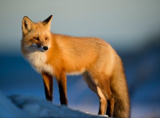 Surprising facts about foxes