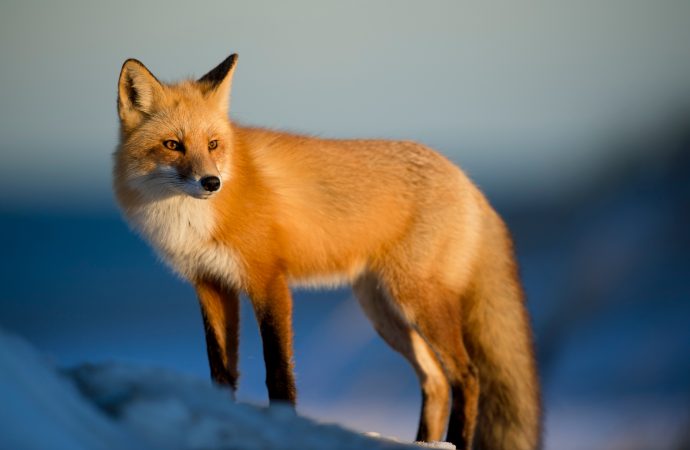 Surprising facts about foxes