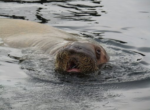 Facts About Walruses You Didn’t Know