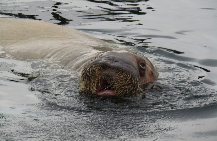 Facts About Walruses You Didn’t Know