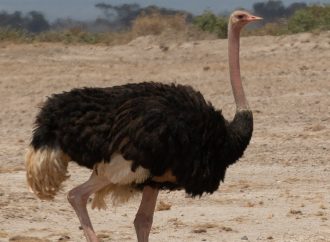 Sustainability in Ostrich Farming