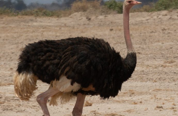 Sustainability in Ostrich Farming