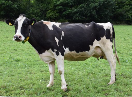 Udderly Amazing Facts About Cows That You Didn’t Know