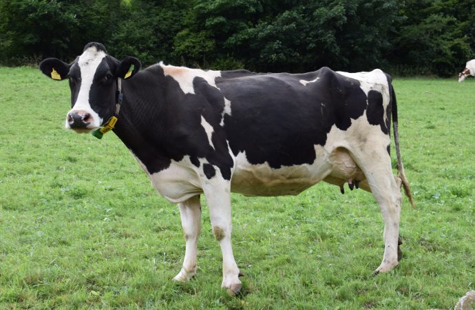 Udderly Amazing Facts About Cows That You Didn’t Know