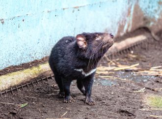 Surprising Benefits of Having Moles in Your Yard