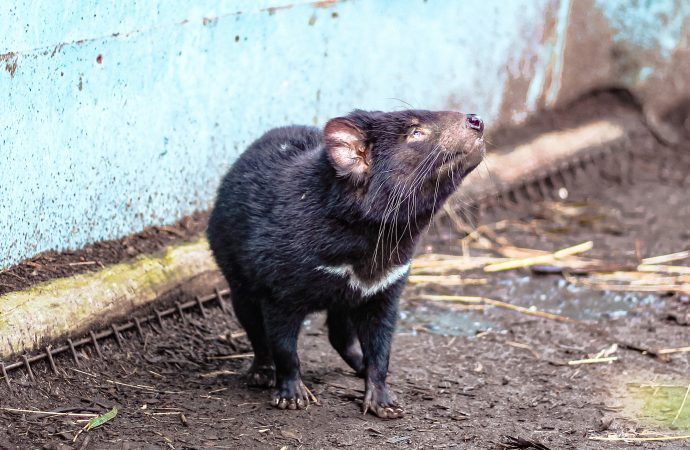 Surprising Benefits of Having Moles in Your Yard