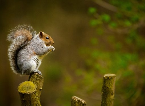 The Secret Lives of Squirrels