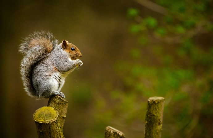 The Secret Lives of Squirrels