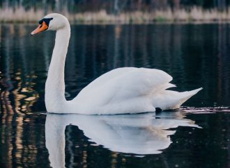 Relationship Between Swans and Humans