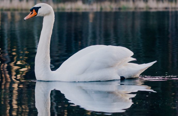 Relationship Between Swans and Humans