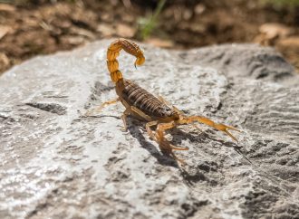 Role of Scorpions in Ecosystems and Food Chains