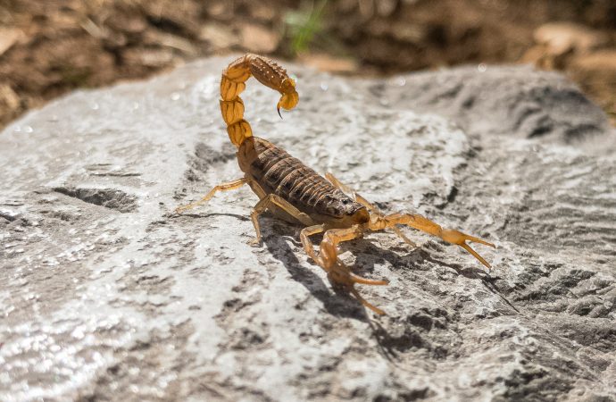 Role of Scorpions in Ecosystems and Food Chains