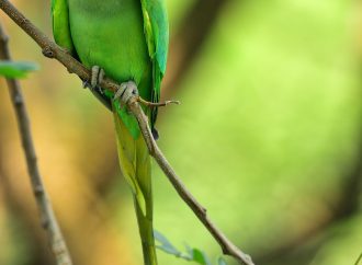 Fun Facts About Parrots You Probably Didn’t Know