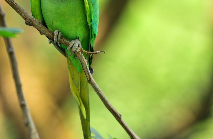 Fun Facts About Parrots You Probably Didn’t Know