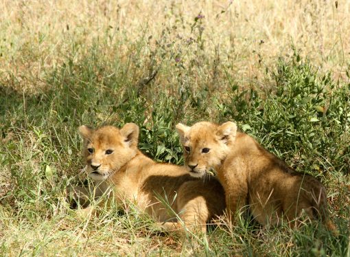 Cubs to Kings The Evolutionary Journey of These Majestic Creatures