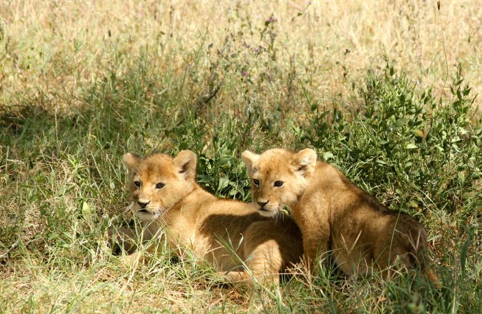 Cubs to Kings The Evolutionary Journey of These Majestic Creatures