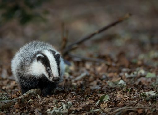 Badger Myths Debunked Separating Fact from Fiction