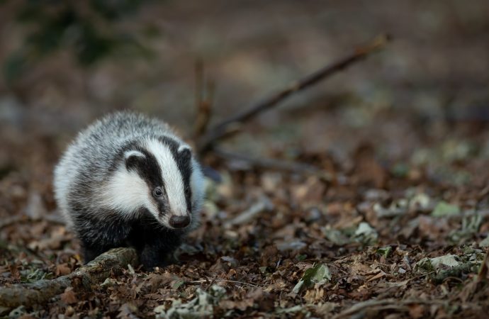 Badger Myths Debunked Separating Fact from Fiction