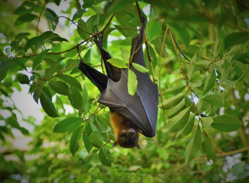 How Do Bats Use Sonar Technology to Navigate in the Dark?