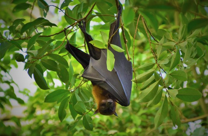 How Do Bats Use Sonar Technology to Navigate in the Dark?