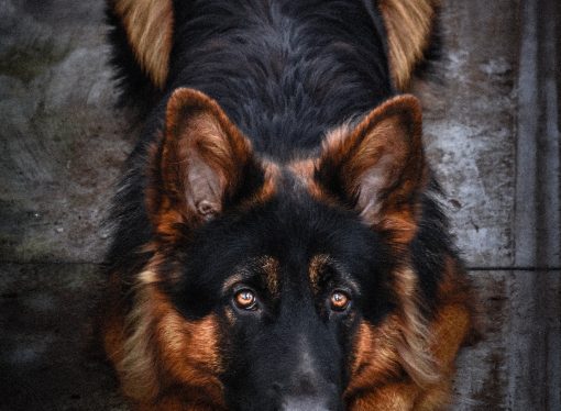 History and Origin of the German Shepherd Dog Breed