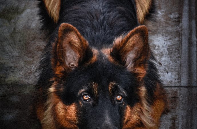 History and Origin of the German Shepherd Dog Breed