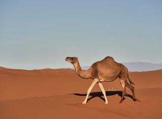 Fascinating Social Lives of Camels in the Wild