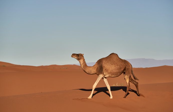 Fascinating Social Lives of Camels in the Wild