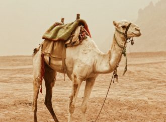 Adaptations That Allow Camels to Survive in Harsh Environments