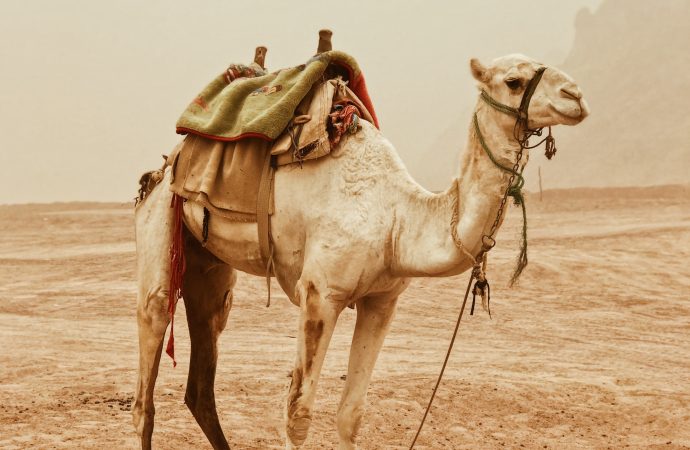 Adaptations That Allow Camels to Survive in Harsh Environments