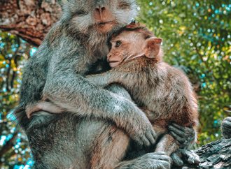 Monkeying Around with Research: The U.S. Struggles to Find Enough Primates