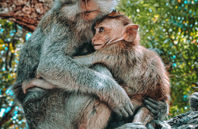 Monkeying Around with Research: The U.S. Struggles to Find Enough Primates