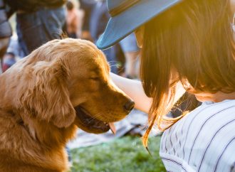 A Dog’s Journey Home: Reuniting with Family After Two Years