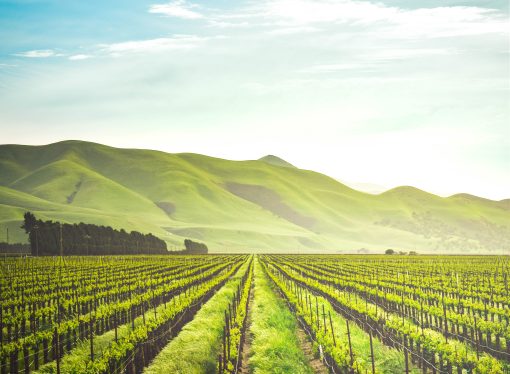 A Greener Future for Farming: $13 Billion Investment in Climate-Friendly Agriculture