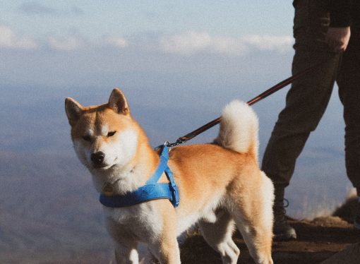 The High Cost of Adventure: A Dog’s Struggle on England’s Highest Mountain