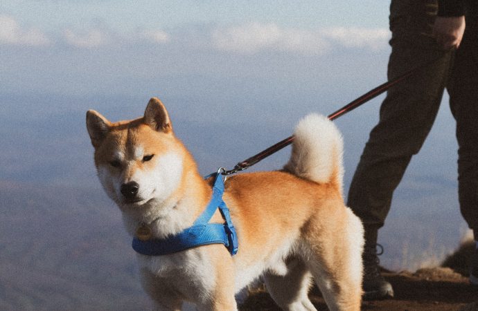 The High Cost of Adventure: A Dog’s Struggle on England’s Highest Mountain