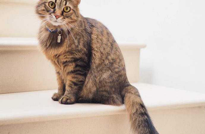 Feline Feces No More: How One Company is Using Robotics to Tackle a Stinky Problem