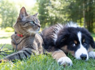 From Furry Friends to More: Pets at Home Embraces Diversification to Delight Customers