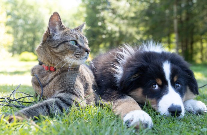 From Furry Friends to More: Pets at Home Embraces Diversification to Delight Customers