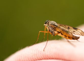 New Study Reveals Soap Change Can Repel Mosquitoes