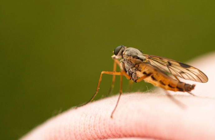 New Study Reveals Soap Change Can Repel Mosquitoes