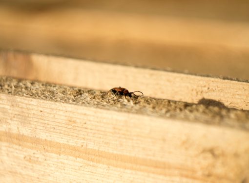 The Surprising Importance of the Termite King in Colony Dynamics