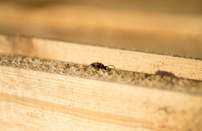 The Surprising Importance of the Termite King in Colony Dynamics