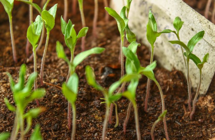 Gardening on a Shoestring: Finding Bargains at Garage Sales and Thrift Stores