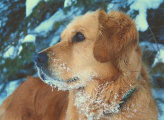 Winter pet safety: How to keep your furry friends warm