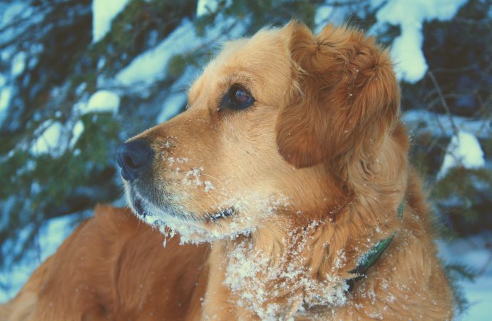 Winter pet safety: How to keep your furry friends warm