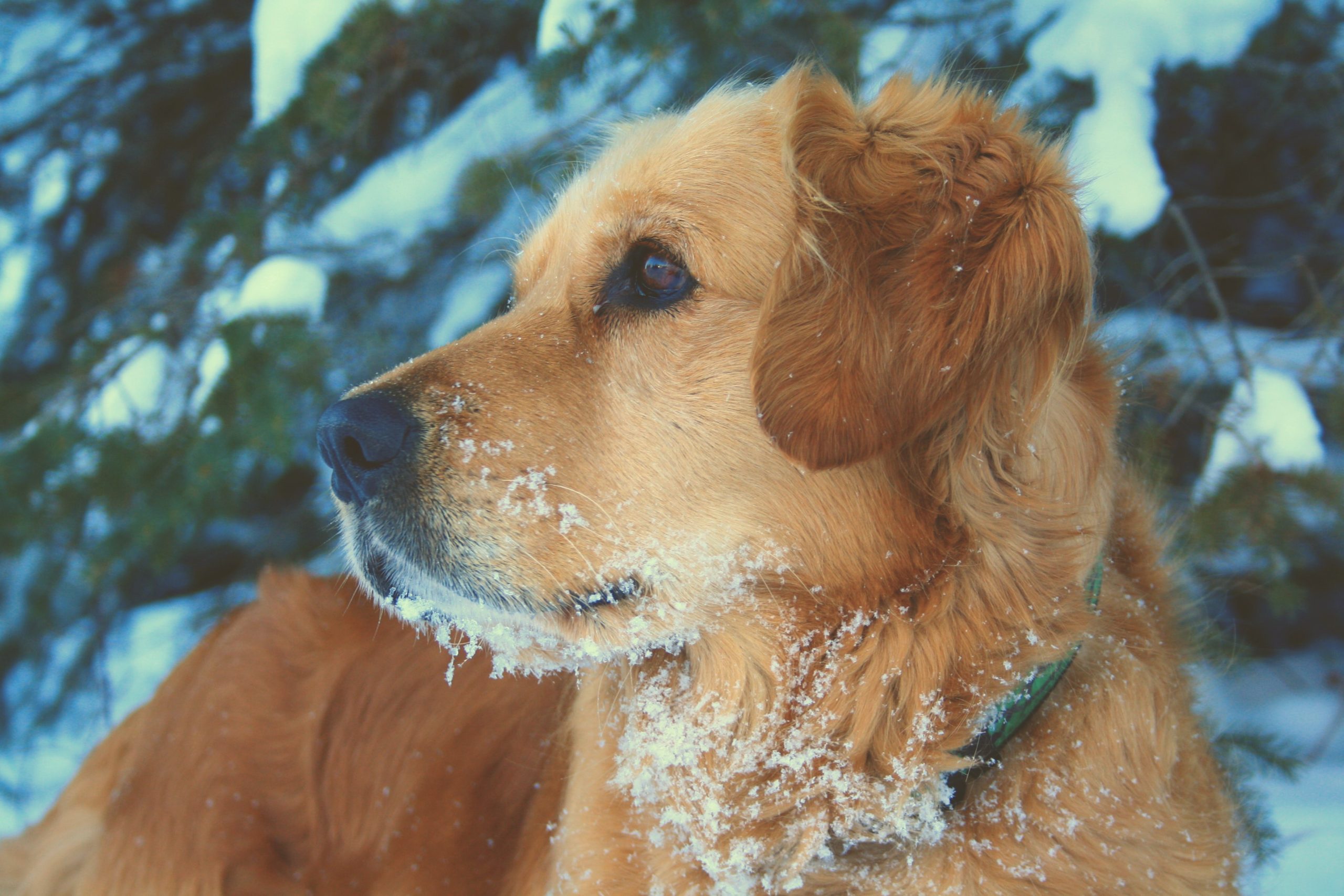 Winter pet safety How to keep your furry friends warm Truegazette