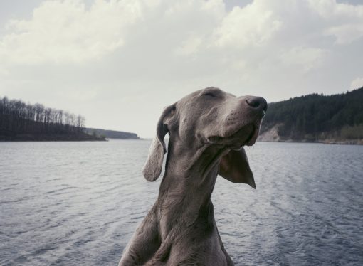 Rescue on the Rocks: A Dog’s Journey Up England’s Tallest Peak