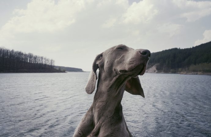 Rescue on the Rocks: A Dog’s Journey Up England’s Tallest Peak