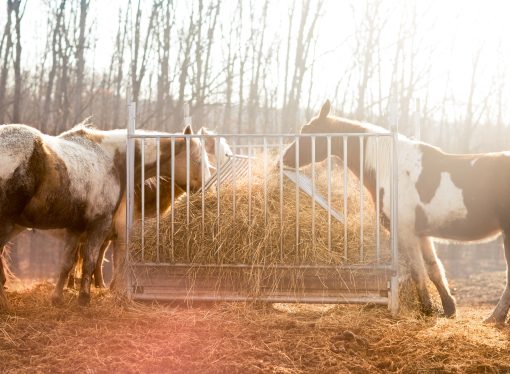 Galloping to the Rescue: How Mobile Vets are Improving Equine Welfare in Rural Mexico